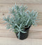English Lavender